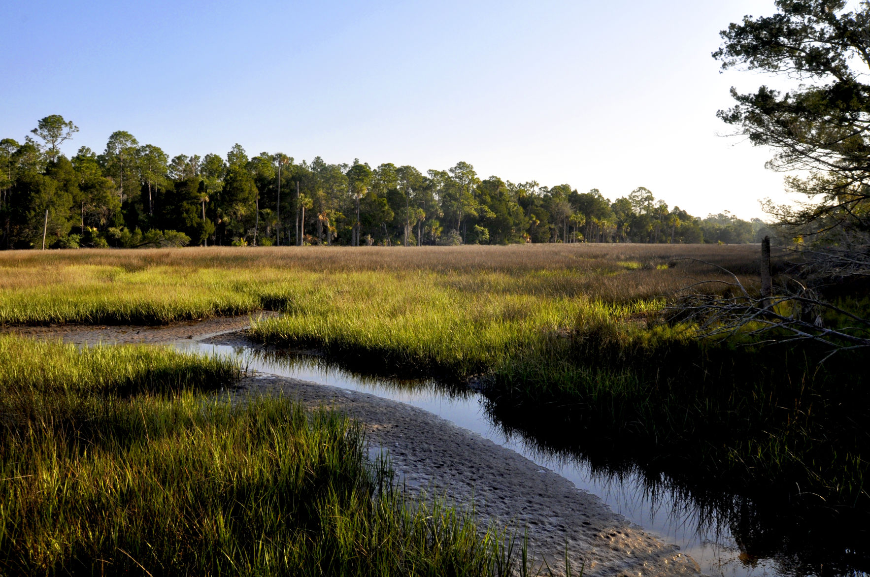 Gulf Hammock creek.jpg